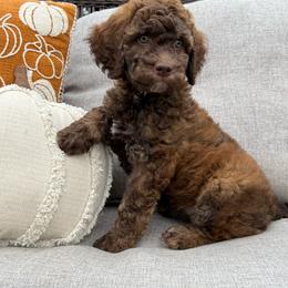 Wilson Family's Tee - Sable female Goldendoodle puppy in Norman, Oklahoma from Wilson Family Companions