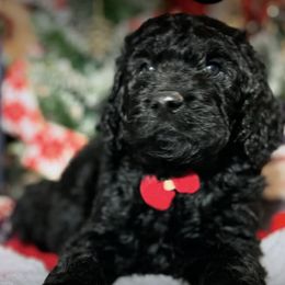 Labradoodles from Little Doods in Monterey