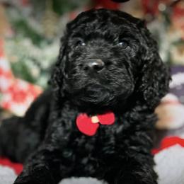 Labradoodles from Little Doods in Monterey
