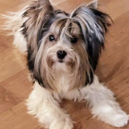 Carolina - Biewer Terrier