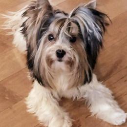 Carolina - Biewer Terrier