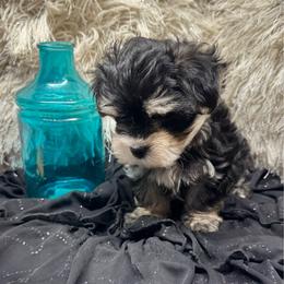 Silas grey collar - Black & tan tri-color male Morkie puppy in Taylorsville, North Carolina from Mountain Top Hot Tailz