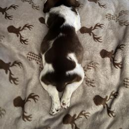 English Springer Spaniel Puppies from Heart of Dixie Springers