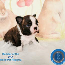 Boston Terrier Puppies from Our Gang Bostons