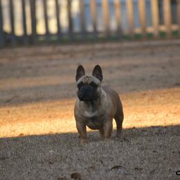 Nadine - Fawn and white female French Bulldog puppy in Franklinton, Louisiana from Little Women's Frenchies & Corgis