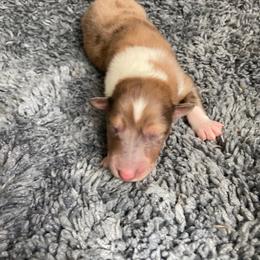 Cliff - Sable merle male Collie puppy in Yulee, Florida from Three Collie Farm