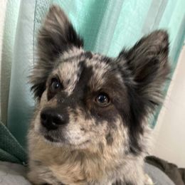 Echo - Pomsky