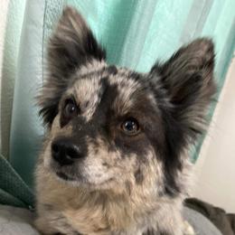 Echo - Pomsky