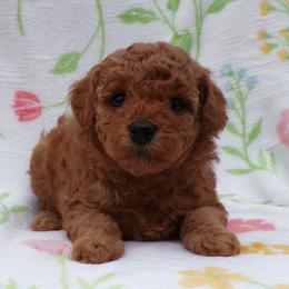 Mystic - Red  female Poodle puppy in Hurricane Mills, Tennessee from Scenic Hills Kennels