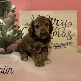 Poodle Puppies from Cosmic Caliber Standard Poodles