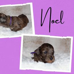 Noel - Parti female Goldendoodle puppy in Enfield, Connecticut from Sweet Connecticut Doodles