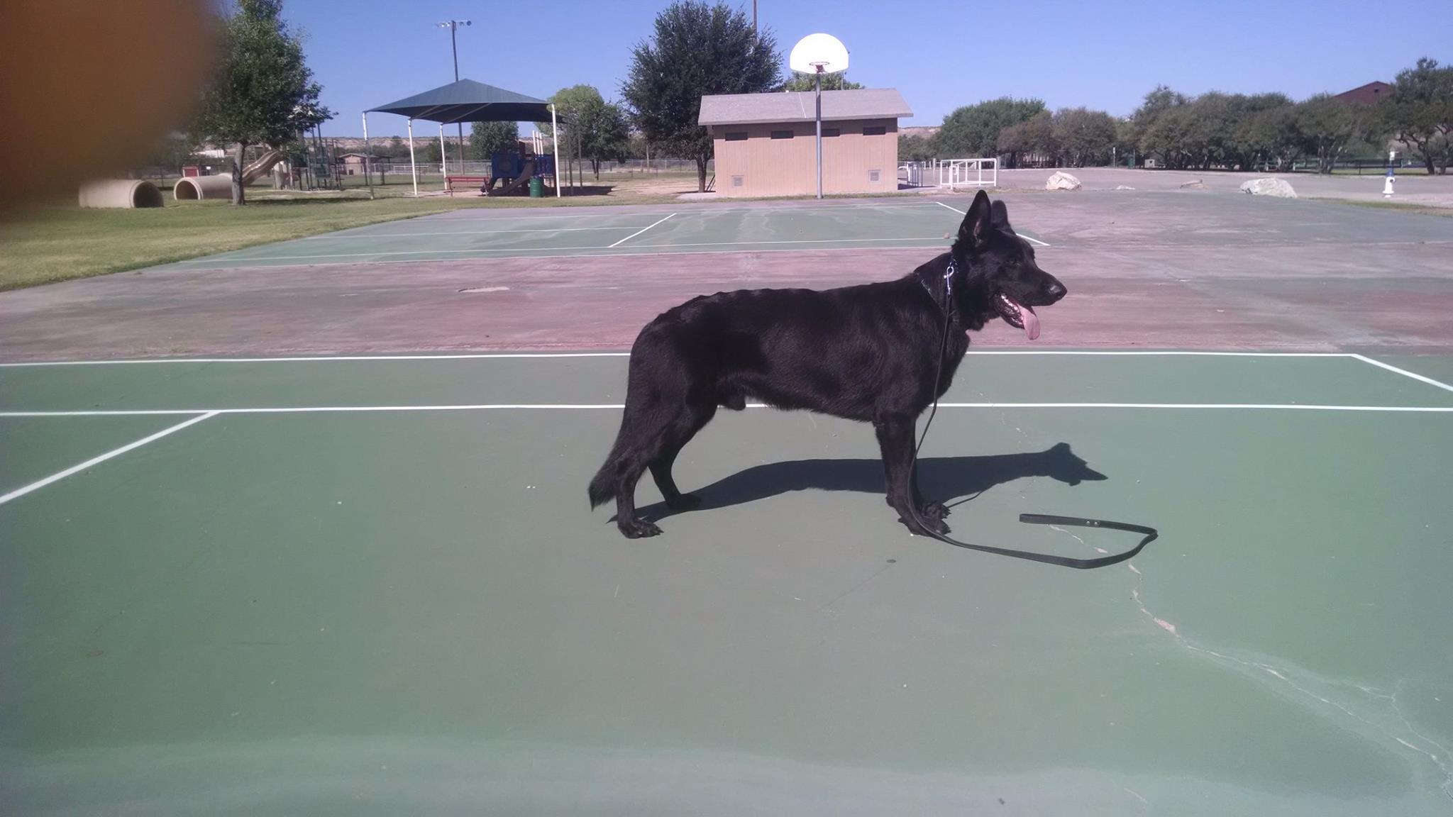 The Good Shepherd Guide Dogs in Arizona | German Shepherd puppies ...