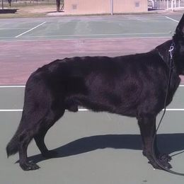 German Shepherds from The Good Shepherd Guide Dogs