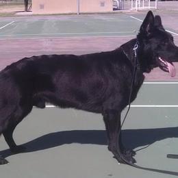 German Shepherds from The Good Shepherd Guide Dogs