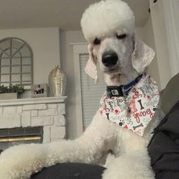 Goldendoodles and Poodles from HoneyBee’s Doodles and Poodles