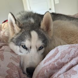 Yukon - Siberian Husky