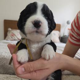 Goat - Black and white female Bernedoodle puppy in Seffner, Florida from TOP NOTCH PUPS- BERNEDOODLE BREEDER