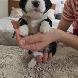 Goat - Black and white female Bernedoodle puppy in Seffner, Florida from TOP NOTCH PUPS- BERNEDOODLE BREEDER