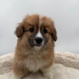 Dover - Red male Pembroke Welsh Corgi puppy in Minooka, Illinois from Lucky J Corgis