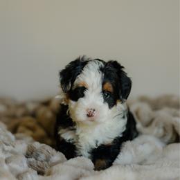 Valentino - Blue merle female Bernedoodle puppy in Dalton, Ohio from Haven Doodles