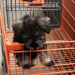 Miniature Schnauzer Puppies from Parsons’ Kennels