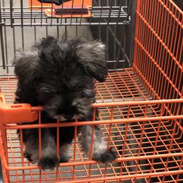 Miniature Schnauzer Puppies from Parsons’ Kennels