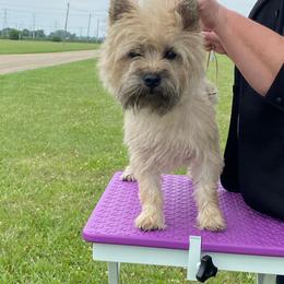 Bon Bon - Cairn Terrier