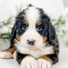 Cedar (Purple Collar) - Black rust and white female Bernese Mountain Dog puppy in Hudson, Indiana from TurkeyCreek-K9