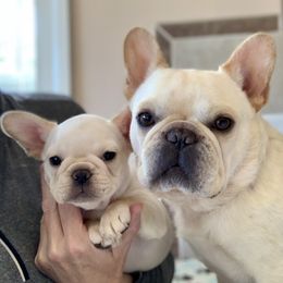 French Bulldog, Goldendoodle, and Golden Retriever Puppies from Crystal Coast Kennels, LLC