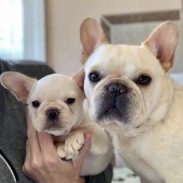 French Bulldog, Goldendoodle, and Golden Retriever Puppies from Crystal Coast Kennels, LLC