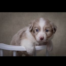 Reba - Red merle female Australian Shepherd puppy in Tompkinsville, Kentucky from Wiggle Butt Inn LLC