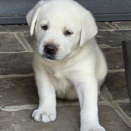 Casper - Yellow male Labrador Retriever puppy in Gaffney, South Carolina from Circle D Farms