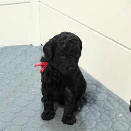 AKC Apollo - Red - Black male Poodle puppy in Baytown, Texas from Charlotte & Co. Miniature Poodles