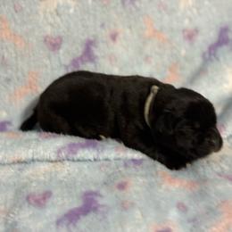 Silver Collar R - Black male Cane Corso puppy in Paris, Texas from Knucklehead Cane Corso