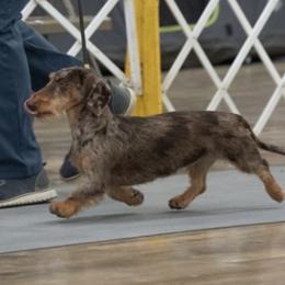 Kota - Dachshund
