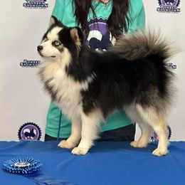 Kyan - Pomsky