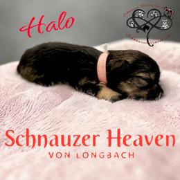 Halo AKC - Salt and pepper female Miniature Schnauzer puppy in Pelzer, South Carolina from Schnauzer Heaven Von Longbach