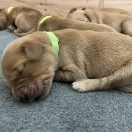 Girl 2 - Golden Golden Retriever puppy in Bend, Oregon from Goldens of Bend Oregon