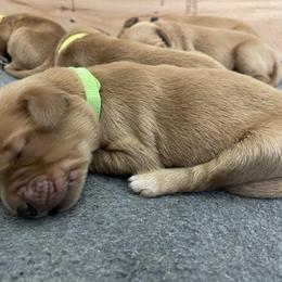 Girl 2 - Golden Golden Retriever puppy in Bend, Oregon from Goldens of Bend Oregon