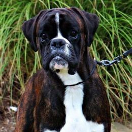 Brew - Boxer