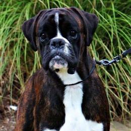 Brew - Boxer