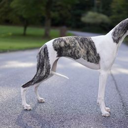 Mary - Whippet