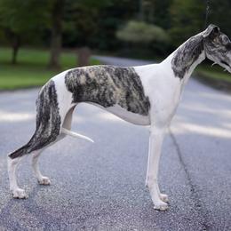 Mary - Whippet