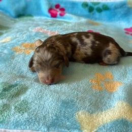 Mocha - Dapple female Dachshund puppy in Perris, California from Doxie_pupps