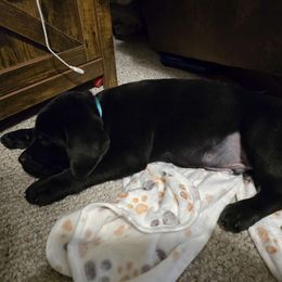 Boy 7 - Labrador Retriever puppy from Patton's Triple Pine Farm