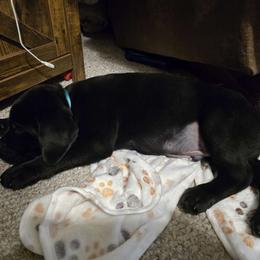 Boy 7 - Labrador Retriever puppy from Patton's Triple Pine Farm