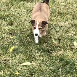 Border Collie Puppies from Burke BC’s