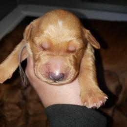 Grey - Dark golden male Golden Retriever puppy in Merino, Colorado from High Plains Goldens