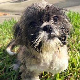 Sampson - Brindle male Shih Tzu puppy in Saint Johns, Florida from BEH Puppies LLC