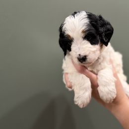 Bernedoodle Puppies from Anchorage Bernedoodles